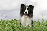 BORDER COLLIE 610